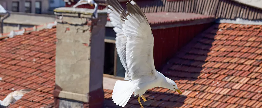 Residential Chimney Animal Removal Solution in Marumsco, VA