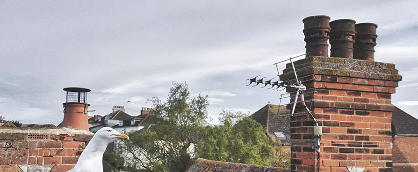 Chimney Cleaning And Restoration in Marumsco, Virginia